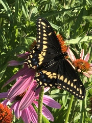 Papilio polyxenes