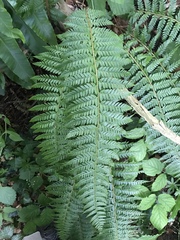 Polystichum × bicknellii
