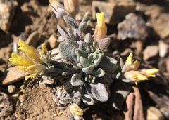 Physaria kingii kingii