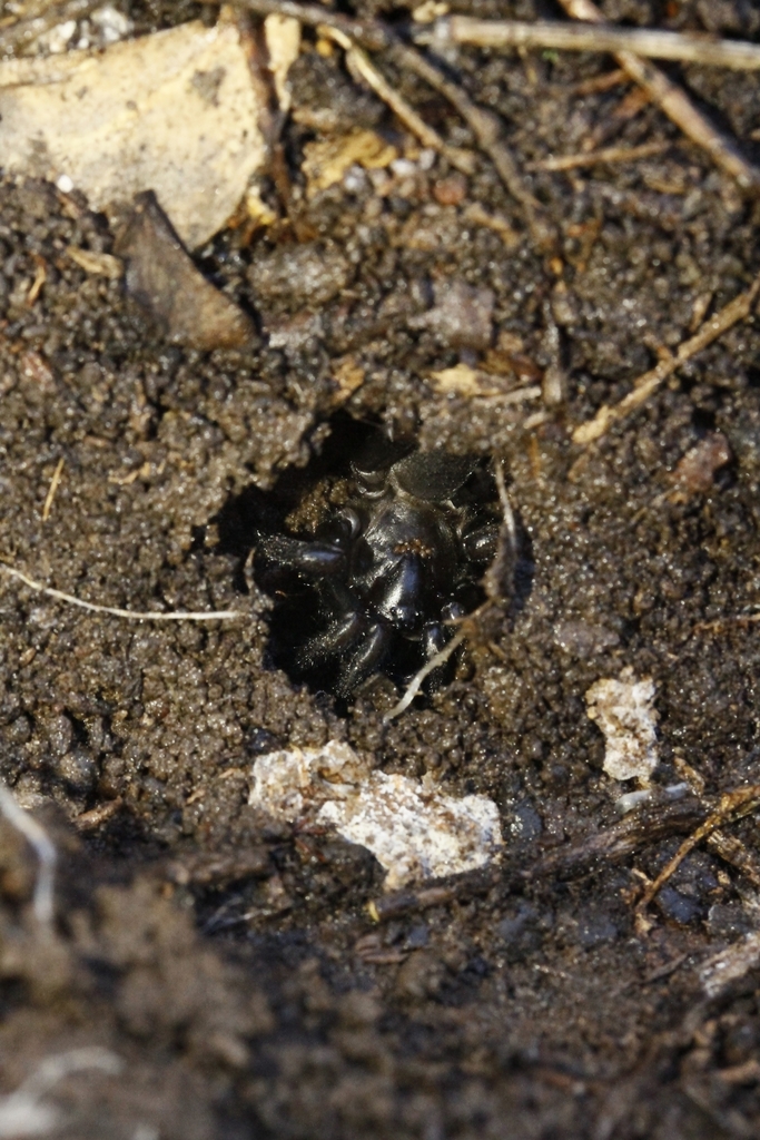 Adelaide Funnel-web spider