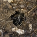 Adelaide Funnel-web Spider - Photo (c) cosmicseacow, some rights reserved (CC BY-NC), uploaded by cosmicseacow