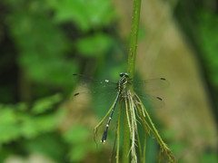 Leptogomphus sauteri formosanus