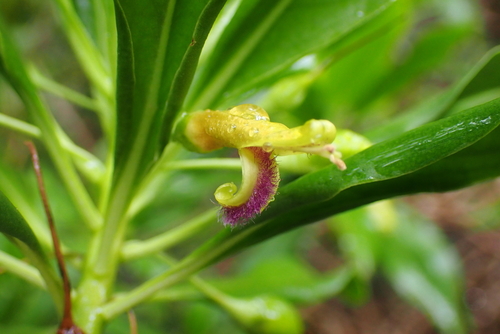 Bontia daphnoides