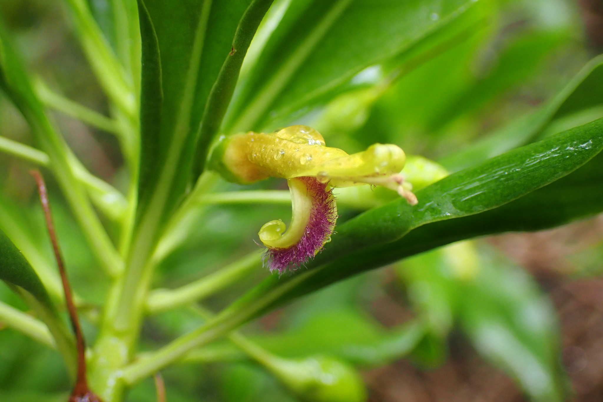 Bontia