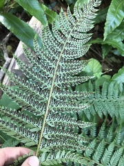 Polystichum × bicknellii