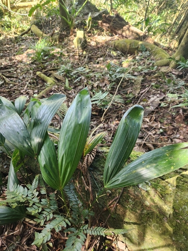 Image of Calamus formosanus by (c) Sophia Lee, some rights reserved (CC BY)