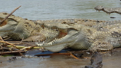Crocodylus niloticus