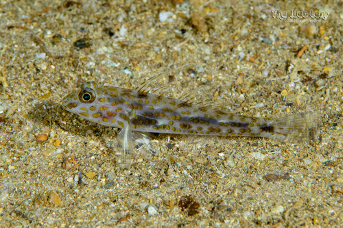 Fusigobius longispinus observed 2022-10-11
