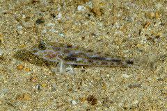 Orange-Spotted Sand-Goby photo 3