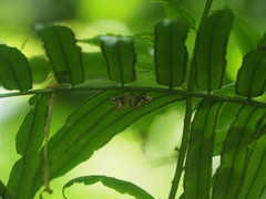 Cymoriza
