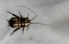Neostylopyga rhombifolia