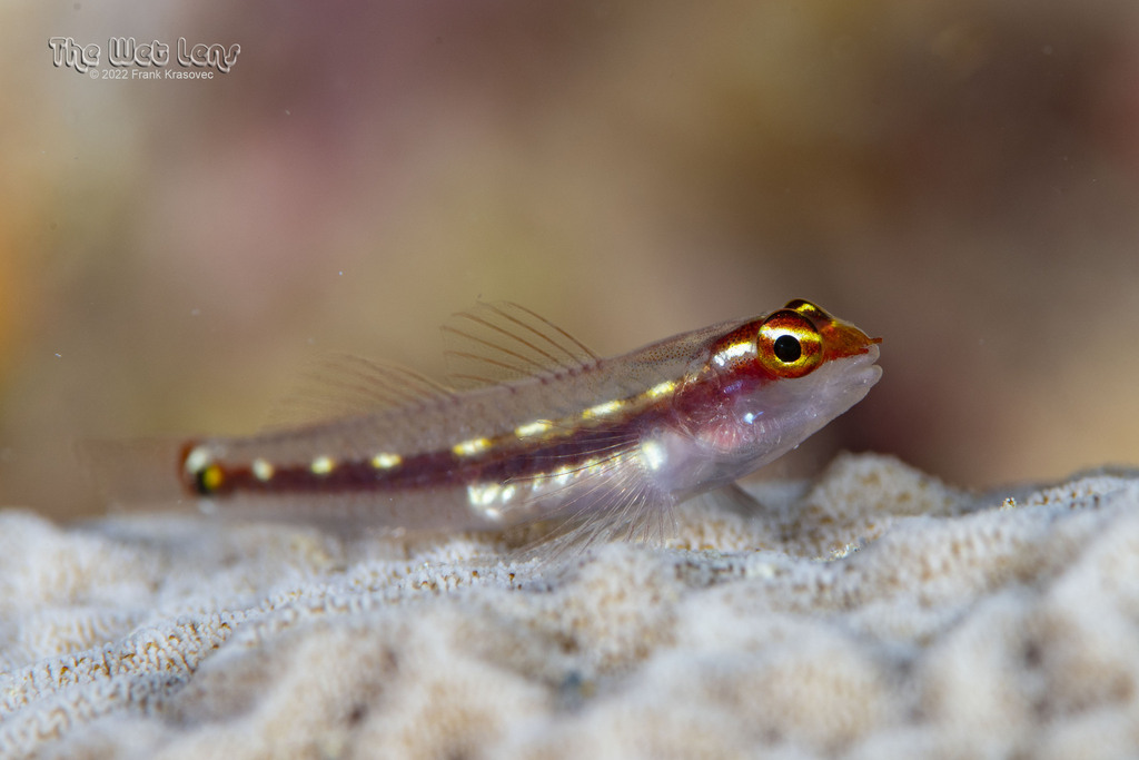 Punyit Dwarfgoby