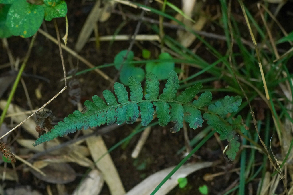 Deparia conilii