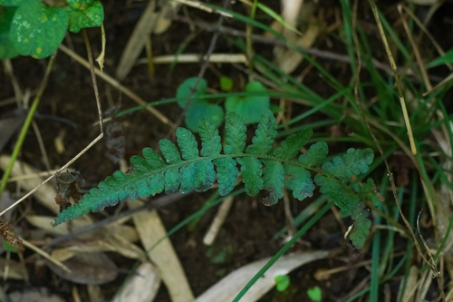 Deparia conilii