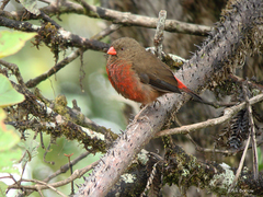 Oreostruthus fuliginosus