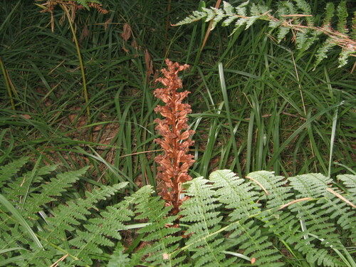 Neottia nidus-avis iNat (3)