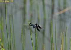 Rhyothemis fuliginosa