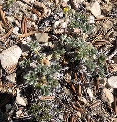 Potentilla pseudosericea