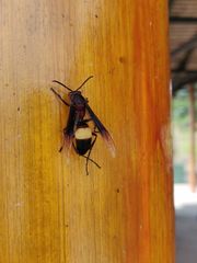 Polistes sagittarius