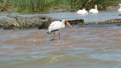 Mycteria ibis