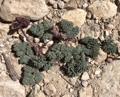 Cymopterus