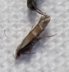 Battaristis vittella