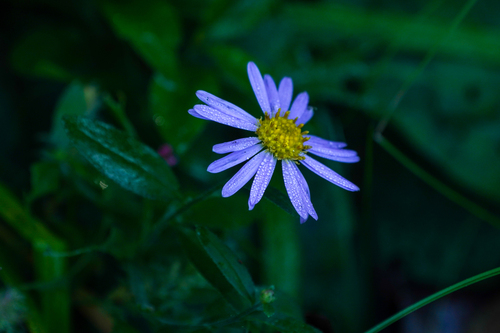 Image of Aster yomena by (c) WATANABE Hitoshi 渡辺仁, some rights reserved (CC BY)
