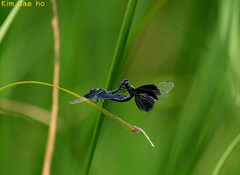 Rhyothemis fuliginosa