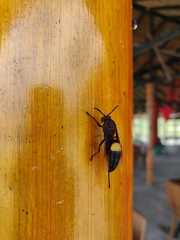Polistes sagittarius