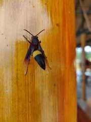 Polistes sagittarius