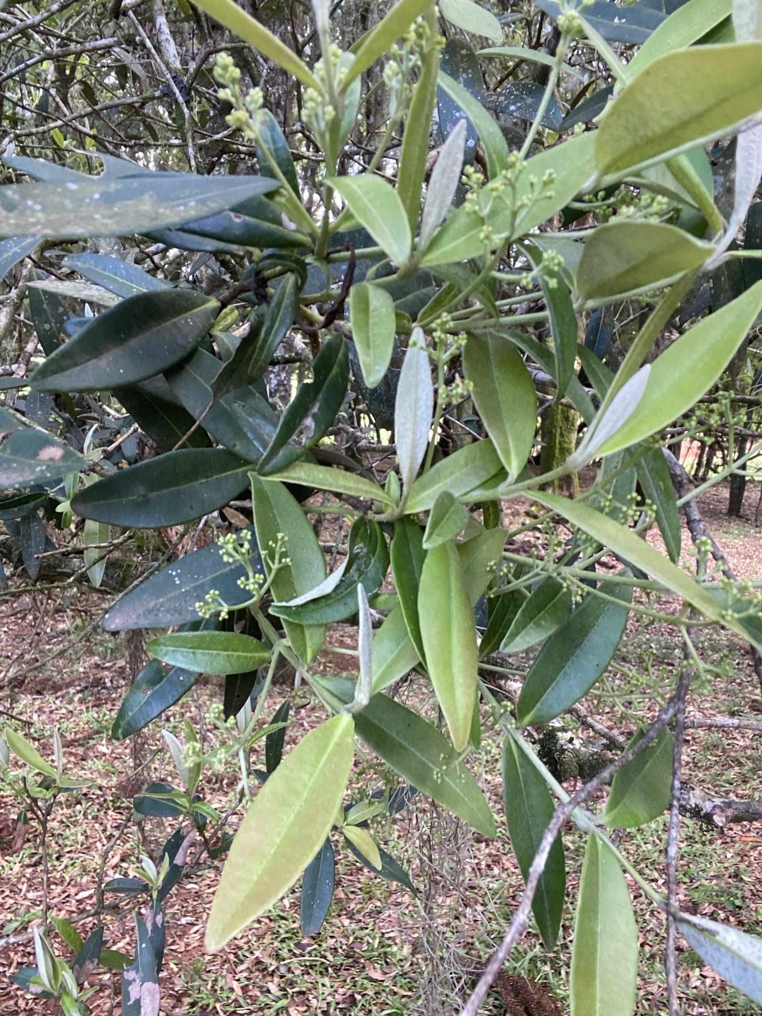 Myrcia oblongata