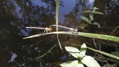 Platycnemis latipes