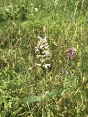 Betonica officinalis