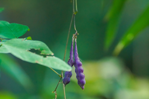 Image of Bijindo Bean (Dumasia truncata) by (c) WATANABE Hitoshi 渡辺仁, some rights reserved (CC BY)