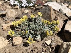 Physaria kingii kingii