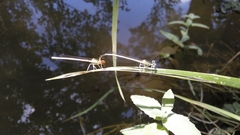 Platycnemis latipes