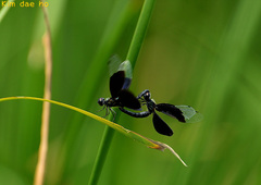 Rhyothemis fuliginosa