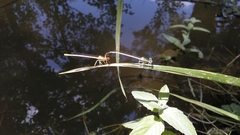 Platycnemis latipes