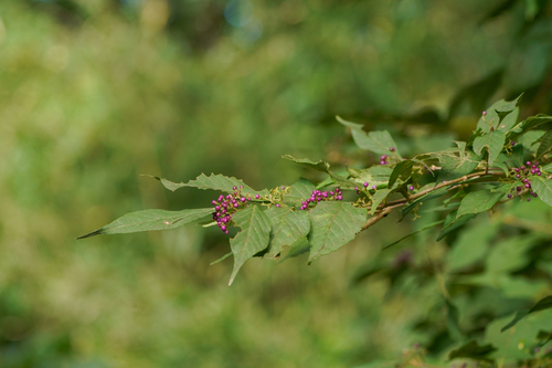 Image of Callicarpa japonica by (c) WATANABE Hitoshi 渡辺仁, some rights reserved (CC BY)