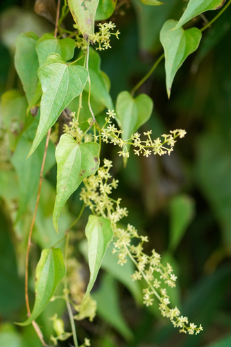 Xi bing shu yu (Dioscorea tenuipes)