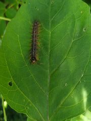 Lymantria dispar