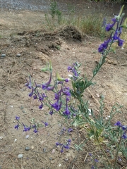 Delphinium peregrinum