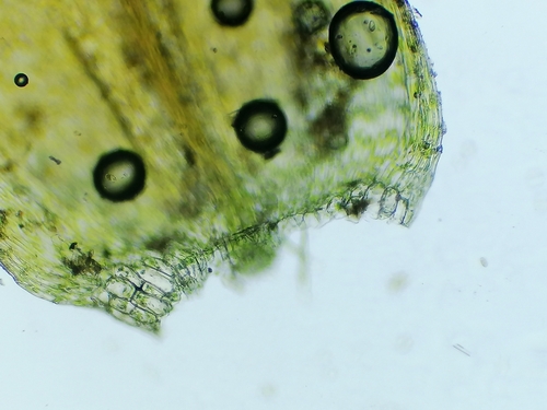 Image of Rhynchostegium riparioides by (c) Daniel Buczkiewicz, some rights reserved (CC BY-SA)