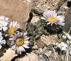 Townsendia condensata