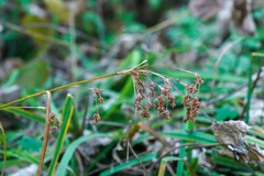Scirpus wichurae