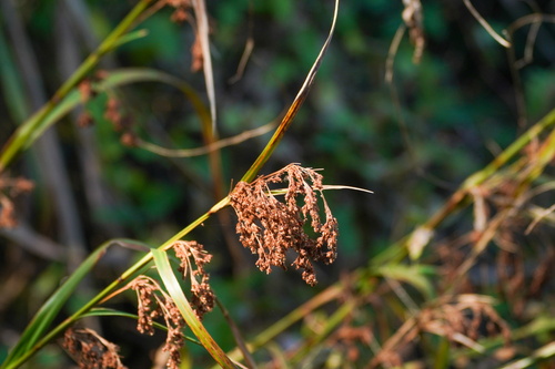 Scirpus wichurae, photograph 1