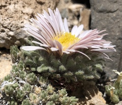 Townsendia condensata