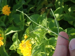 Urochloa subquadripara