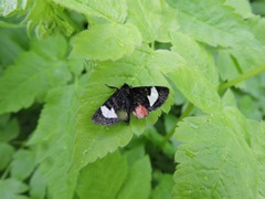 Psychomorpha epimenis