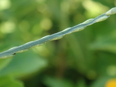 Urochloa subquadripara